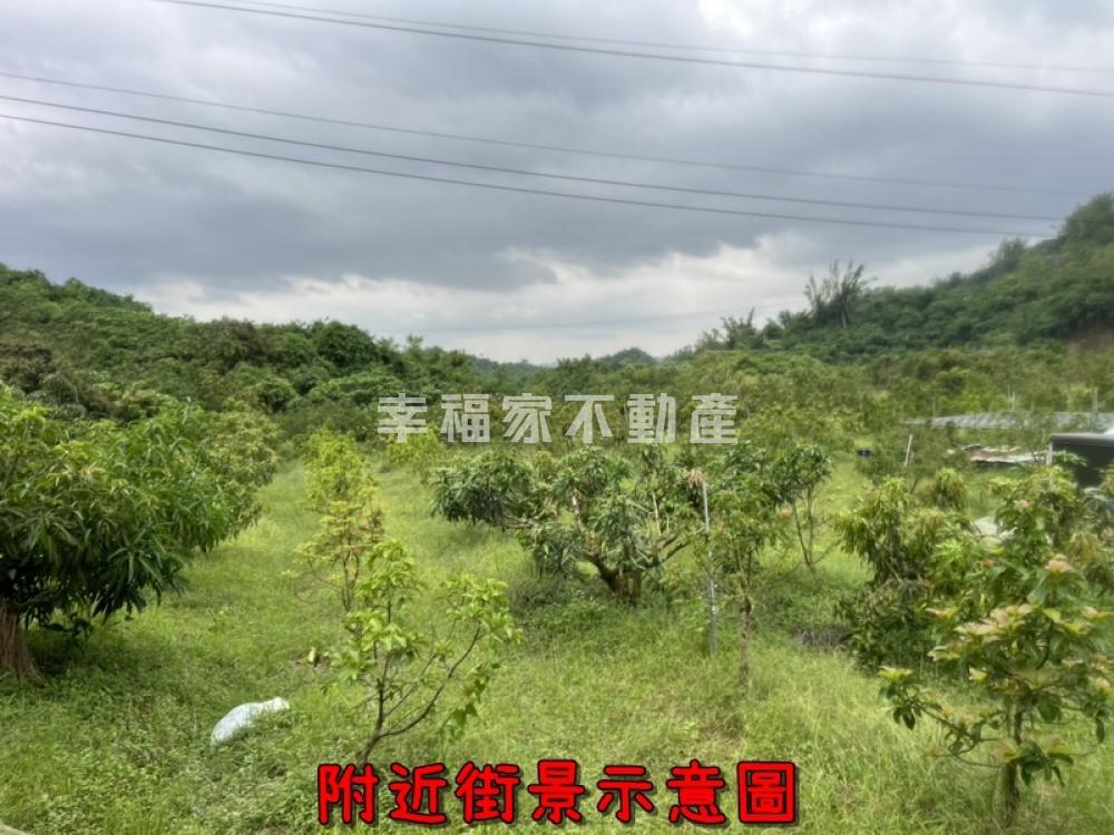 專-頭社6.5分平坦酪梨園