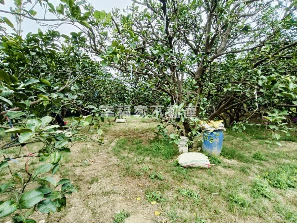 麻豆太子宮328坪美柚田