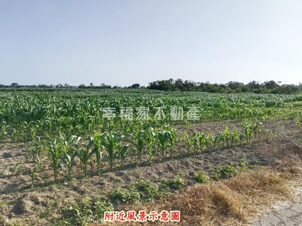 學甲84旁大面寬農地