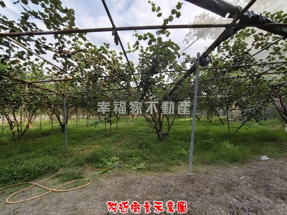 小農的227棗子園農地