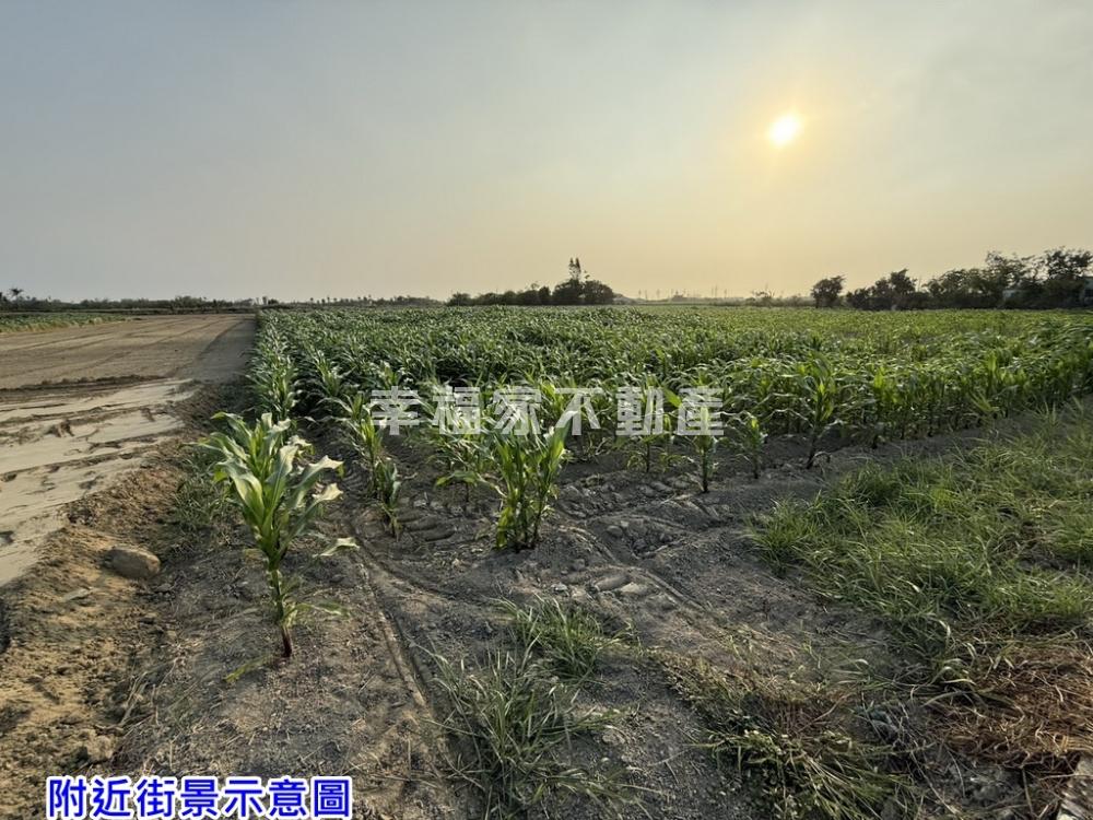 西港安定中央公路旁農地