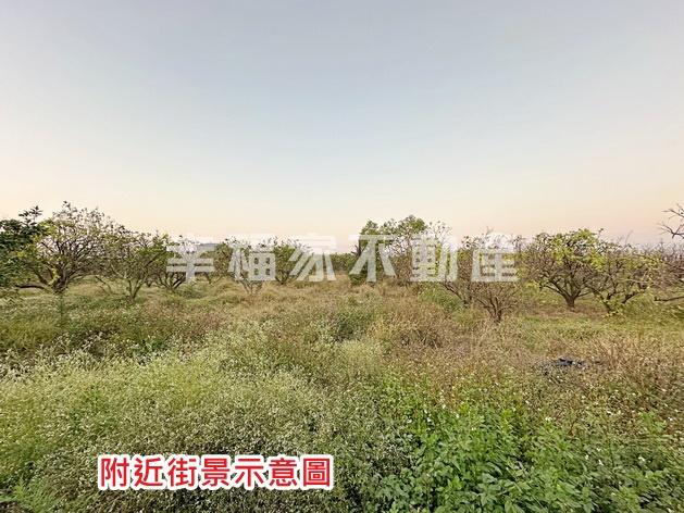 麻豆1.1分都內農文旦園B
