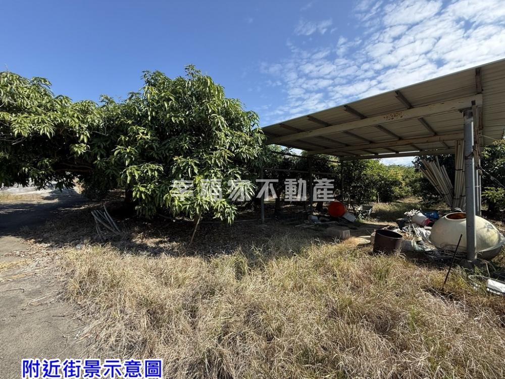 玉井芒果王國的金黃果園寶地