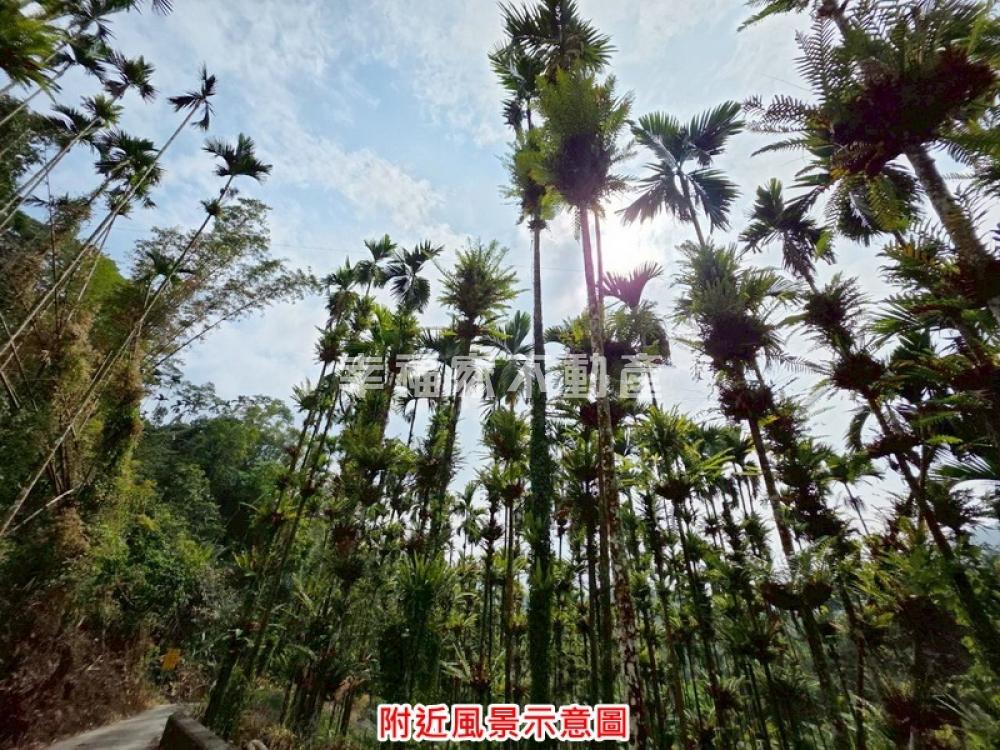 嘉義番路近福安宮森林地