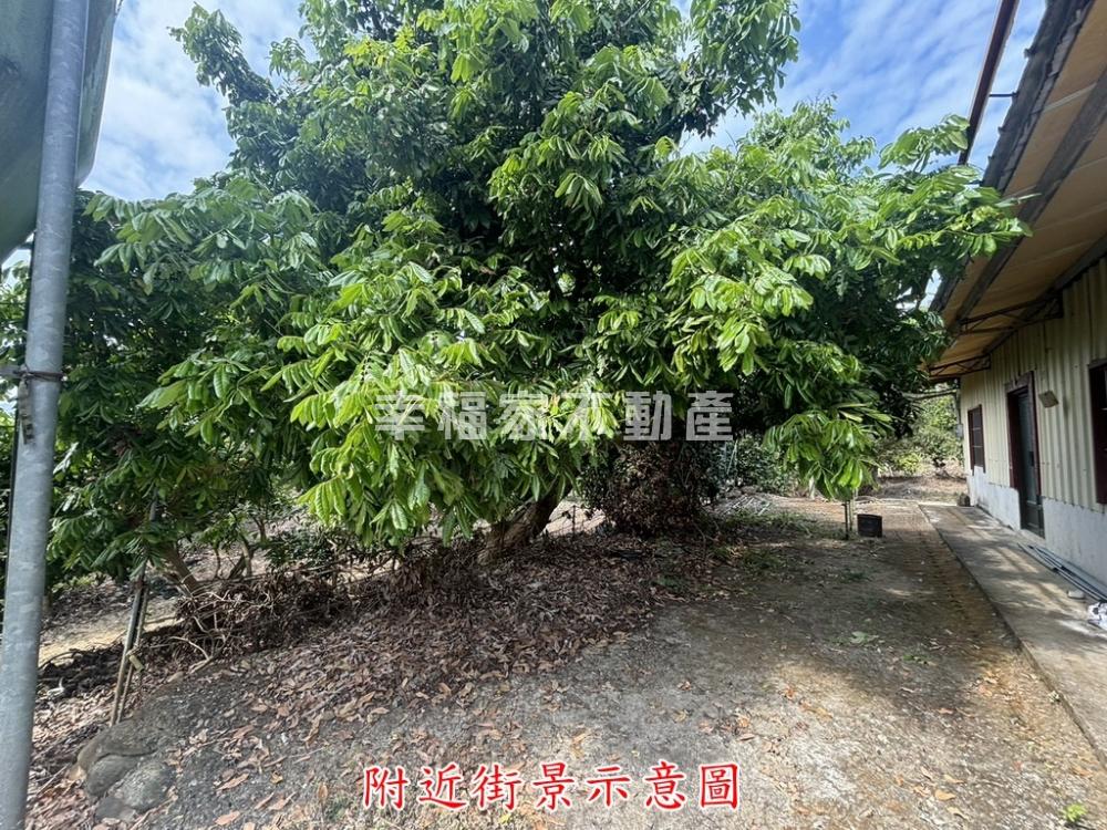 楠西7分3芒果樹平坦美農地