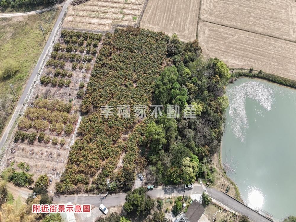 官田3.93分豐收芒果園