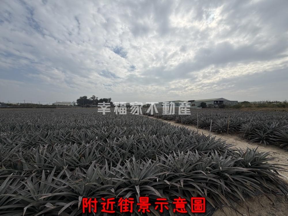 關廟337坪鳳梨甜