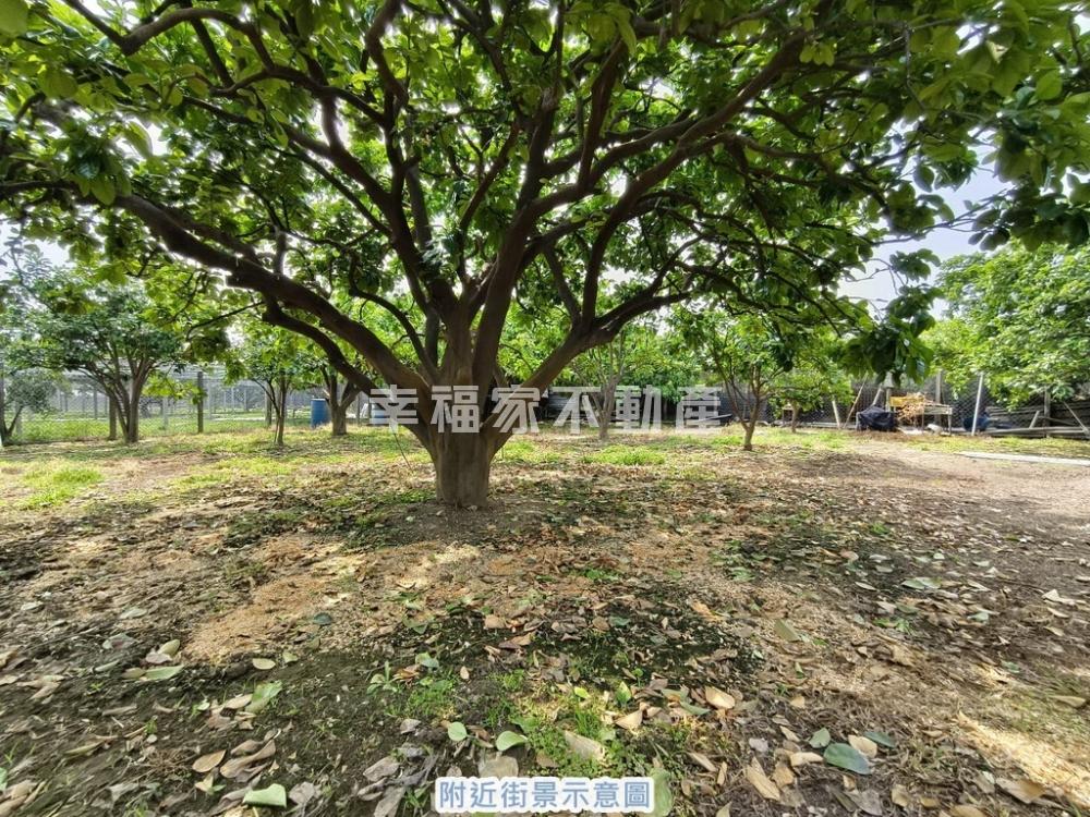 麻豆文旦園都內潛力農地
