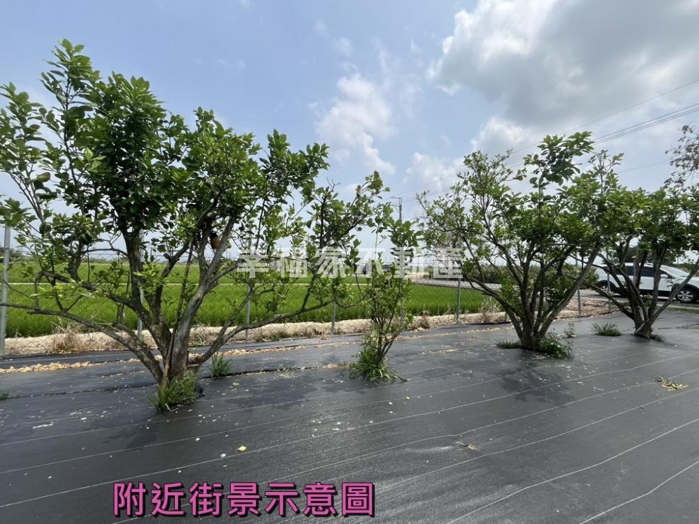六甲林鳳營美的冒泡柚子園
