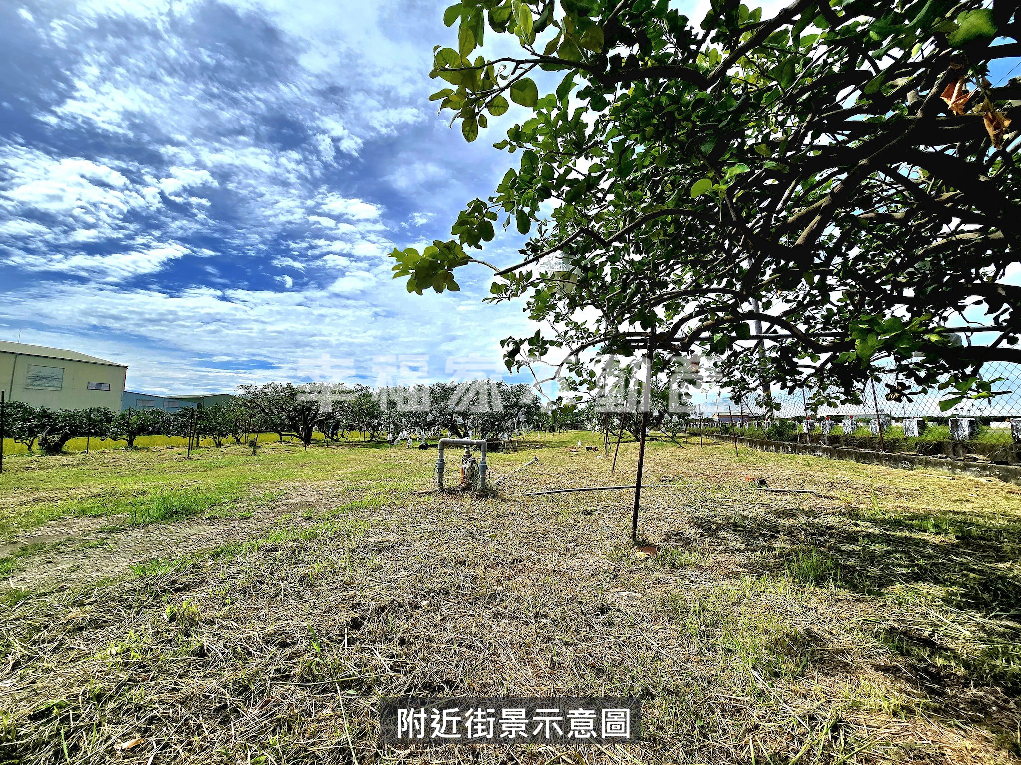 下營茅港尾雙面路白柚園
