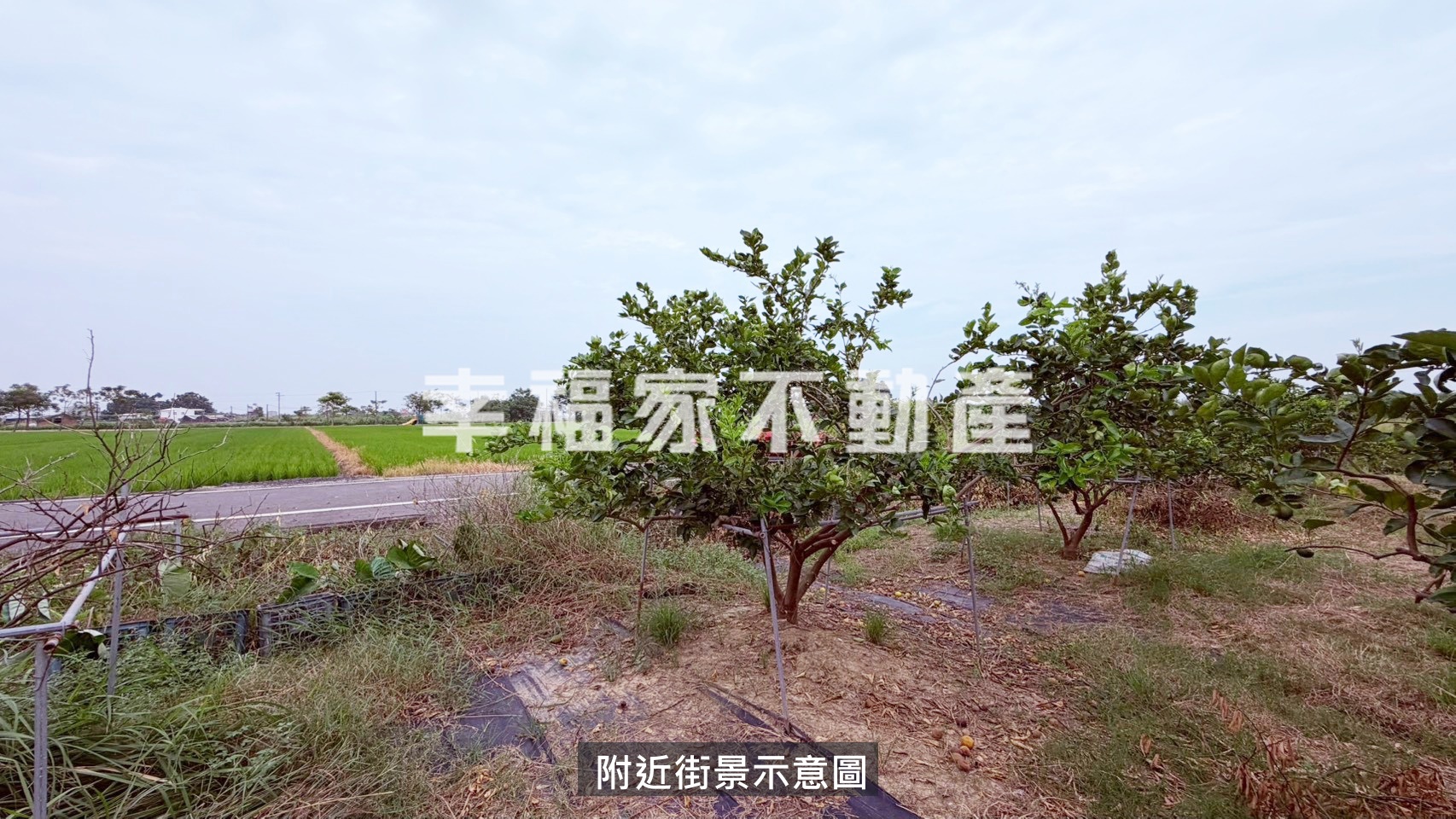 後壁4.2分有機檸檬園