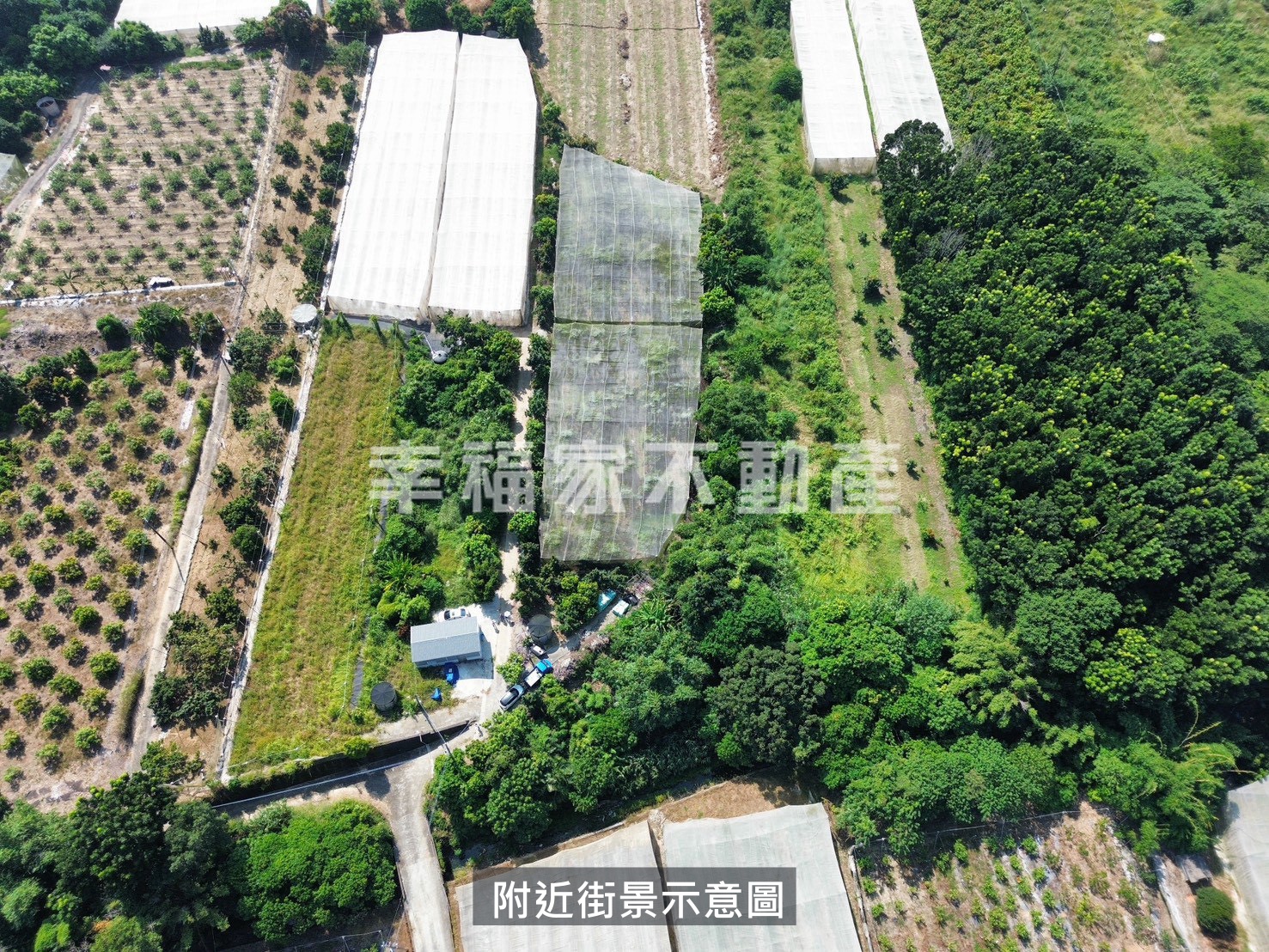 大內4.3分優質酪梨田