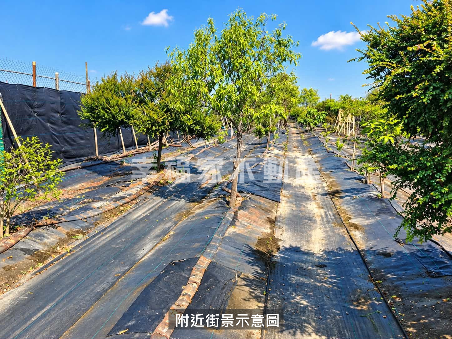 善化紫檀檀香休閒果園