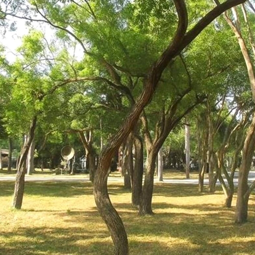永康砲校將轉型創意設計園區 保留園區逾2700棵喬木 綠意景觀宅站4字頭